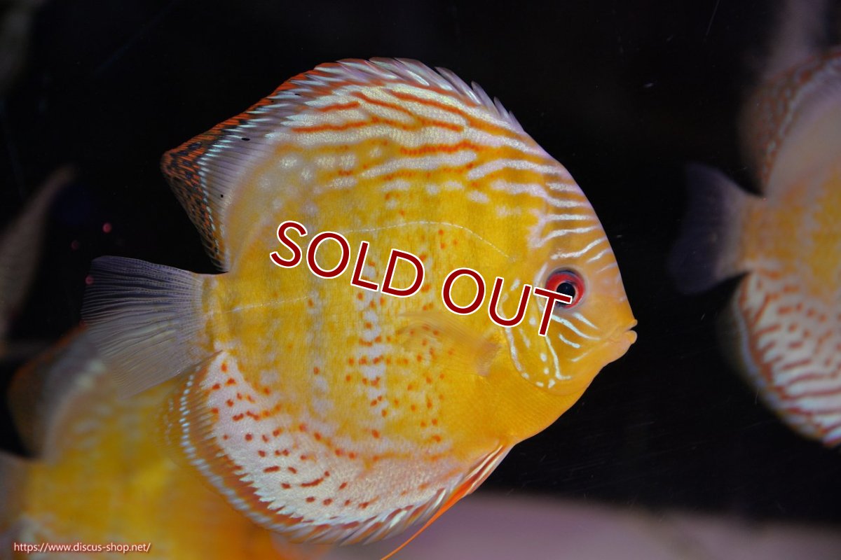 画像1: 【ワイルドディスカス】【通販】【今シーズン超希少種】アッパーテフェロイヤルグリーン【個体販売】14-16cm（生体）アッパーテフェ産 (1)