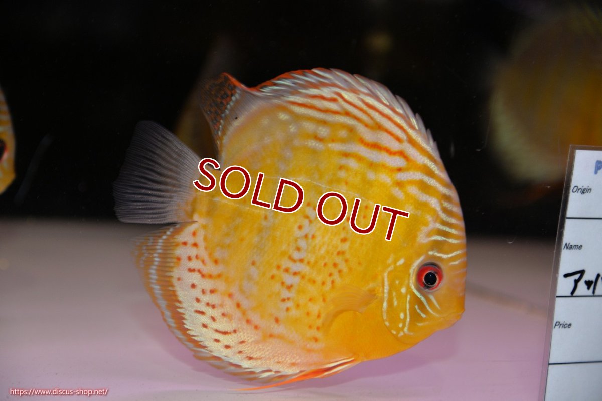 画像2: 【ワイルドディスカス】【通販】【今シーズン超希少種】アッパーテフェロイヤルグリーン【個体販売】14-16cm（生体）アッパーテフェ産 (2)