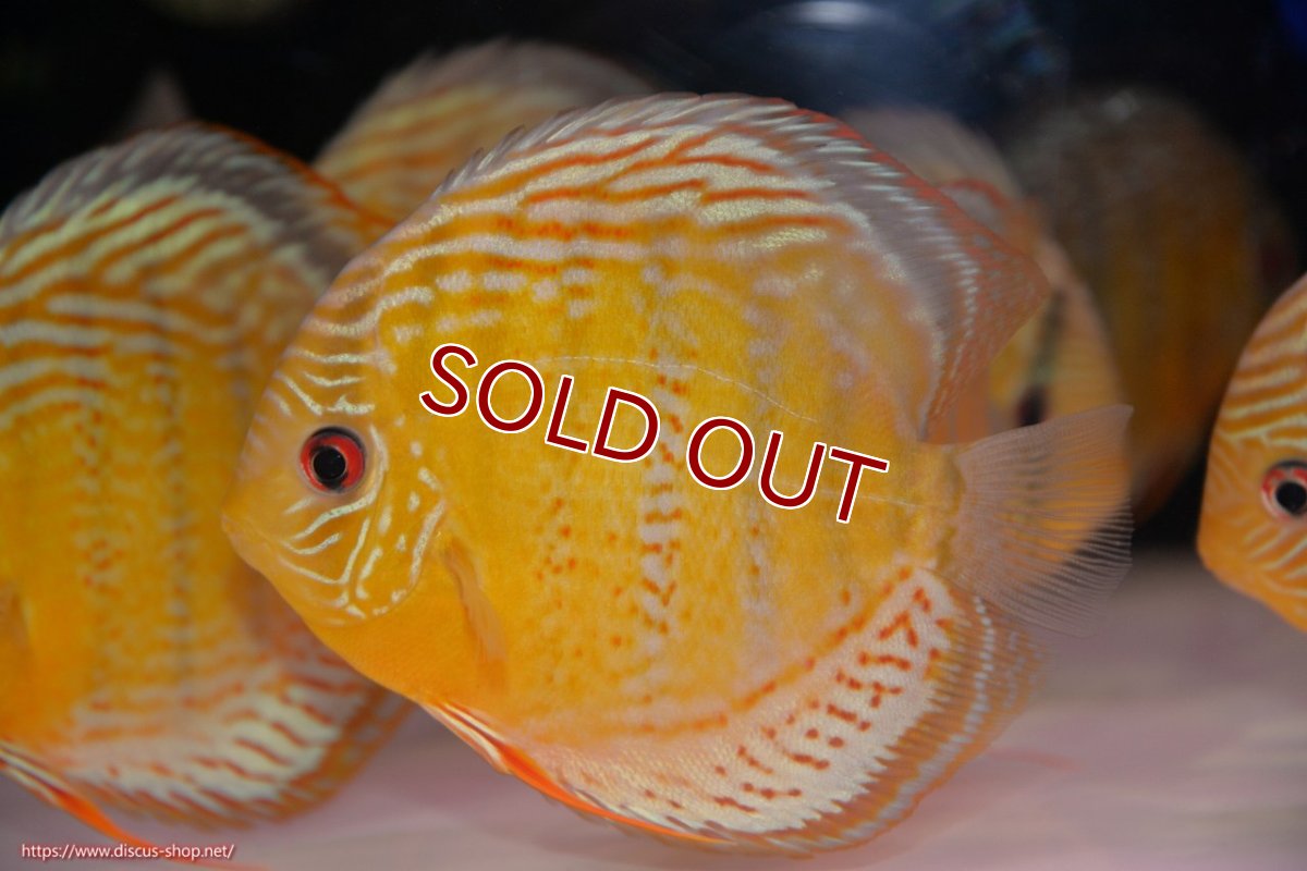 画像3: 【ワイルドディスカス】【通販】【今シーズン超希少種】アッパーテフェロイヤルグリーン【個体販売】14-16cm（生体）アッパーテフェ産 (3)