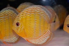 画像3: 【ワイルドディスカス】【通販】【今シーズン超希少種】アッパーテフェロイヤルグリーン【個体販売】14-16cm（生体）アッパーテフェ産 (3)