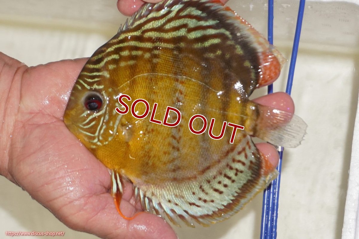 画像5: 【ワイルドディスカス】【通販】【今シーズン超希少種】アッパーテフェロイヤルグリーン【個体販売】14-16cm（生体）アッパーテフェ産 (5)