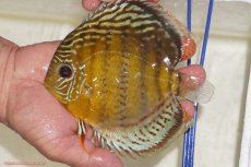 画像5: 【ワイルドディスカス】【通販】【今シーズン超希少種】アッパーテフェロイヤルグリーン【個体販売】14-16cm（生体）アッパーテフェ産 (5)