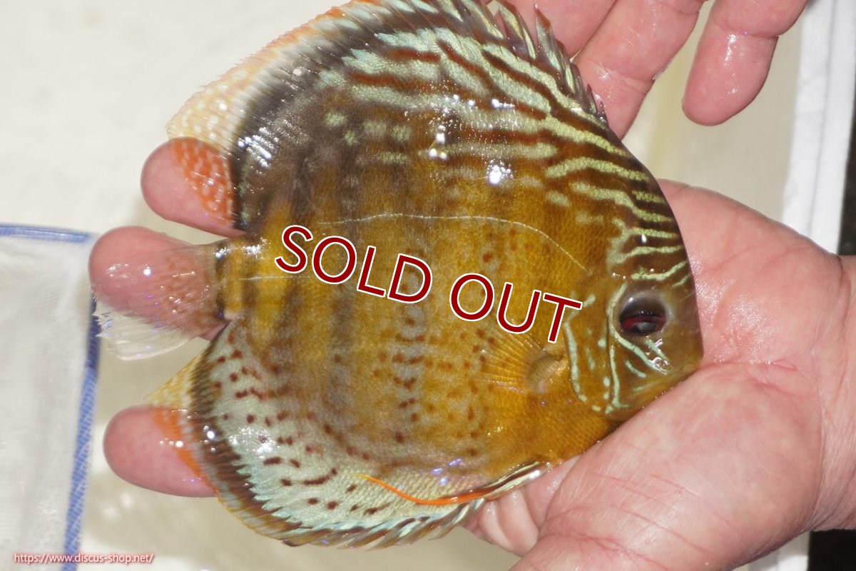 画像6: 【ワイルドディスカス】【通販】【今シーズン超希少種】アッパーテフェロイヤルグリーン【個体販売】14-16cm（生体）アッパーテフェ産 (6)