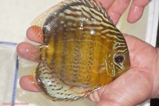 画像6: 【ワイルドディスカス】【通販】【今シーズン超希少種】アッパーテフェロイヤルグリーン【個体販売】14-16cm（生体）アッパーテフェ産 (6)