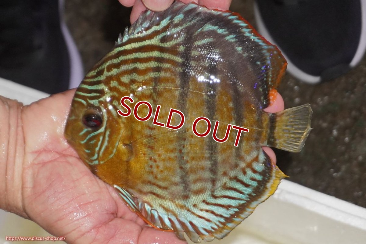 画像1: 【ワイルドディスカス】【通販】【今シーズン超希少種】アッパーテフェロイヤルグリーン【個体販売】14-16cm（生体）アッパーテフェ産 (1)