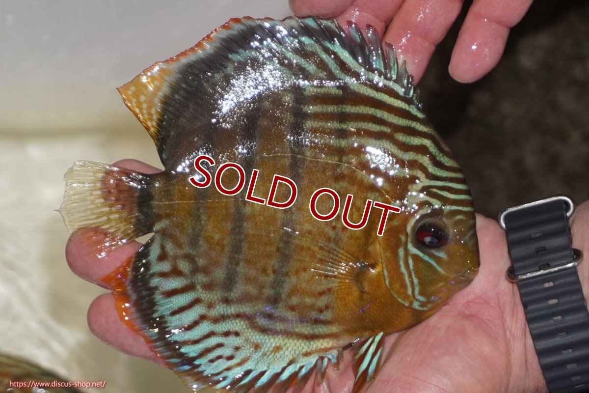 画像2: 【ワイルドディスカス】【通販】【今シーズン超希少種】アッパーテフェロイヤルグリーン【個体販売】14-16cm（生体）アッパーテフェ産 (2)