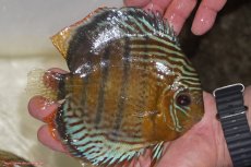 画像2: 【決算セール対象個体】【ワイルドディスカス】【通販】【今シーズン超希少種】アッパーテフェロイヤルグリーン【個体販売】14-16cm（生体）アッパーテフェ産 (2)