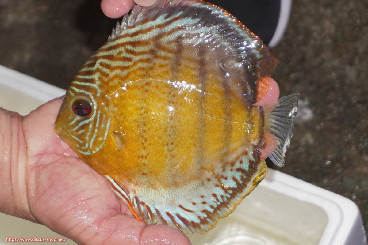 画像1: 【決算セール対象個体】【ワイルドディスカス】【通販】【今シーズン超希少種】アッパーテフェロイヤルグリーン【個体販売】14-16cm（生体）アッパーテフェ産 (1)