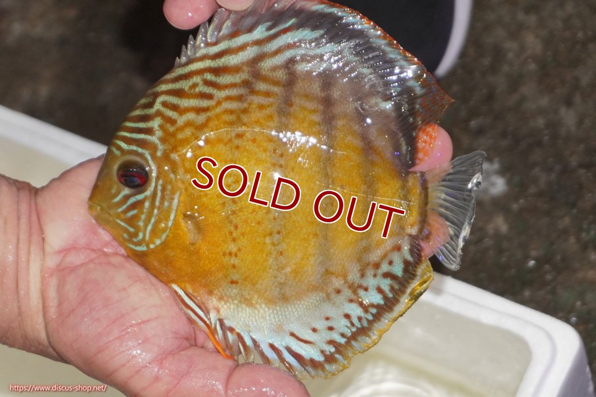 画像1: 【ワイルドディスカス】【通販】【今シーズン超希少種】アッパーテフェロイヤルグリーン【個体販売】14-16cm（生体）アッパーテフェ産 (1)