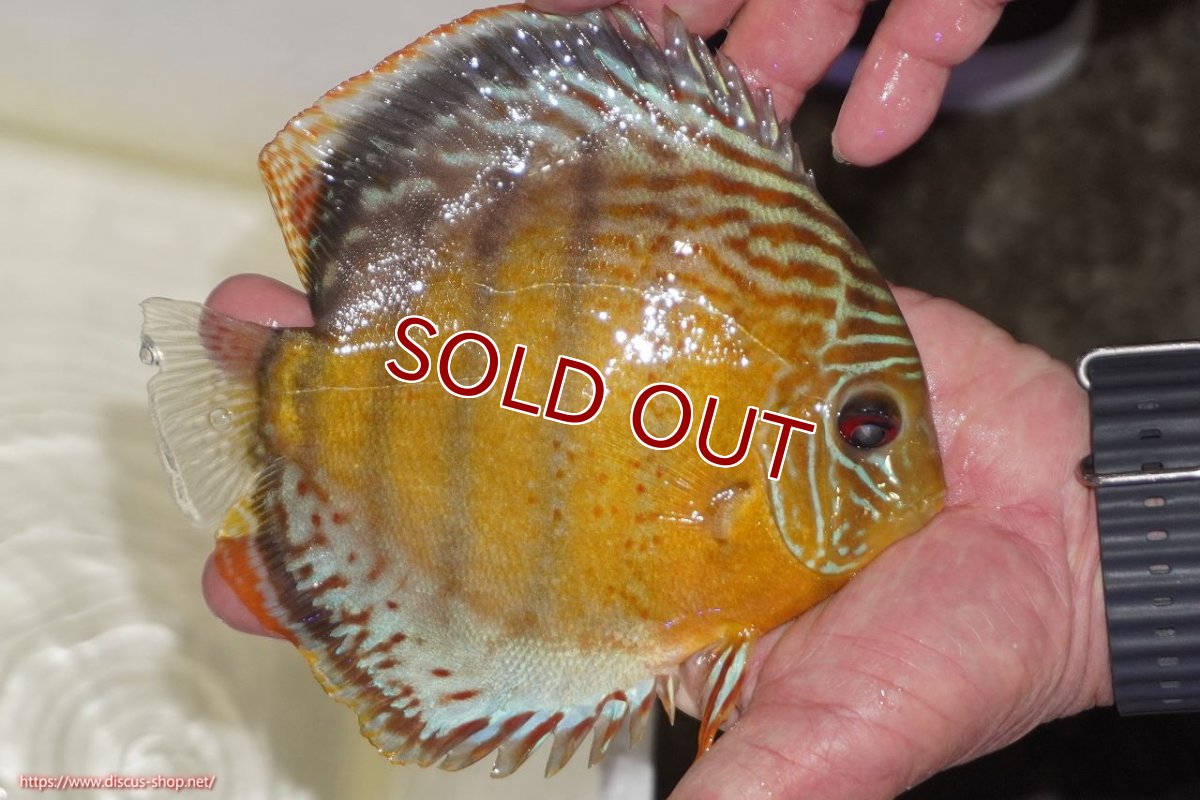 画像2: 【ワイルドディスカス】【通販】【今シーズン超希少種】アッパーテフェロイヤルグリーン【個体販売】14-16cm（生体）アッパーテフェ産 (2)