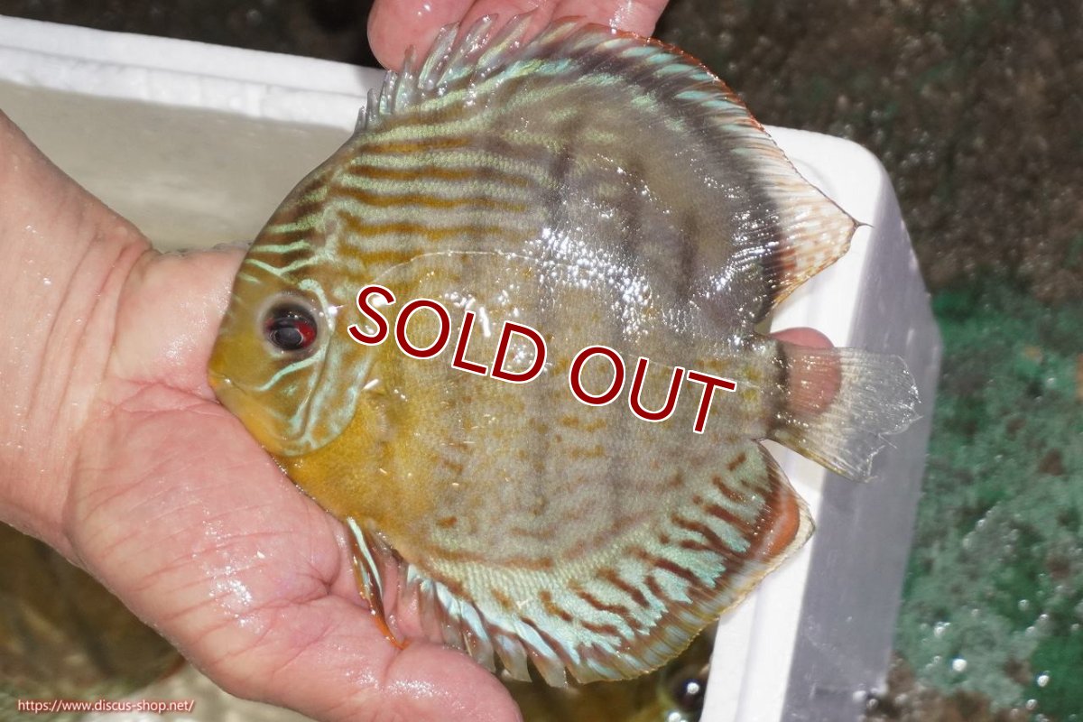 画像1: 【ワイルドディスカス】【通販】【今シーズン超希少種】アッパーテフェロイヤルグリーン【個体販売】14-16cm（生体）アッパーテフェ産 (1)