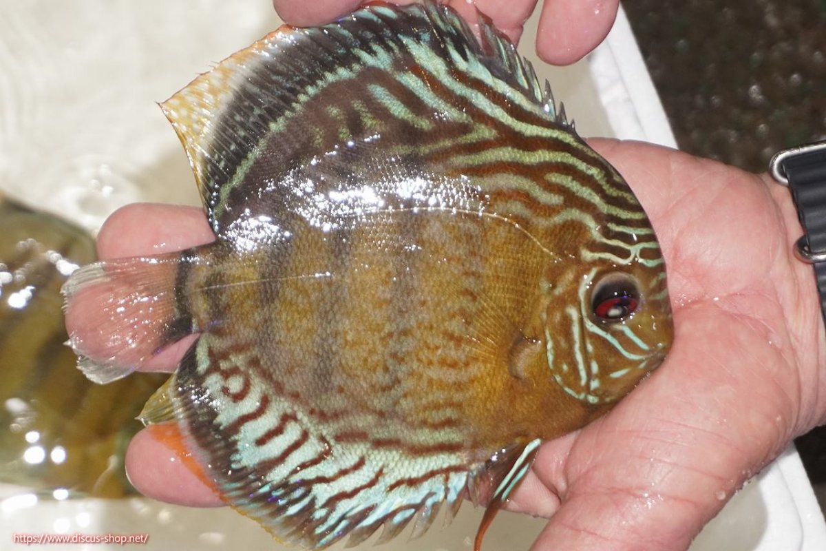 画像2: 【決算セール対象個体】【ワイルドディスカス】【通販】【今シーズン超希少種】アッパーテフェロイヤルグリーン【個体販売】14-16cm（生体）アッパーテフェ産 (2)