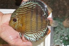 画像3: 【ワイルドディスカス】【通販】【今シーズン超希少種】アッパーテフェロイヤルグリーン【個体販売】14-16cm（生体）アッパーテフェ産 (3)