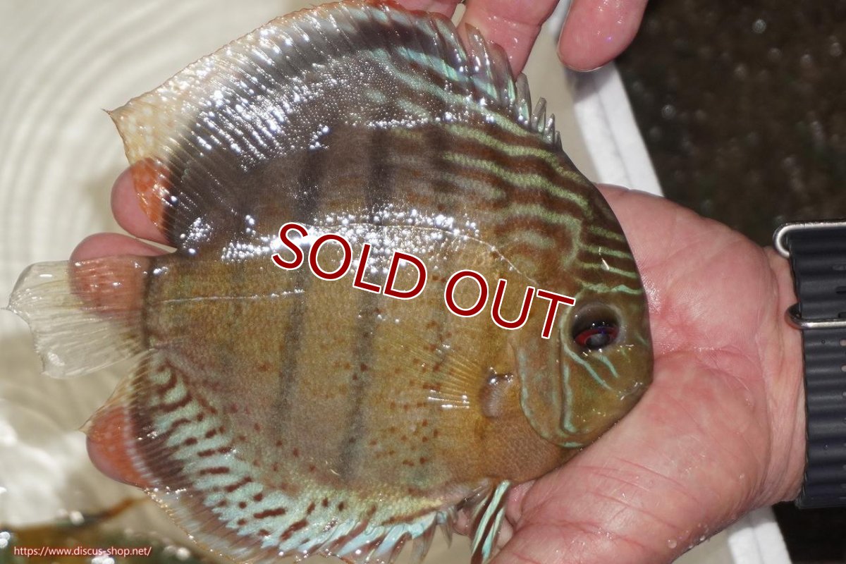 画像2: 【ワイルドディスカス】【通販】【今シーズン超希少種】アッパーテフェロイヤルグリーン【個体販売】14-16cm（生体）アッパーテフェ産 (2)