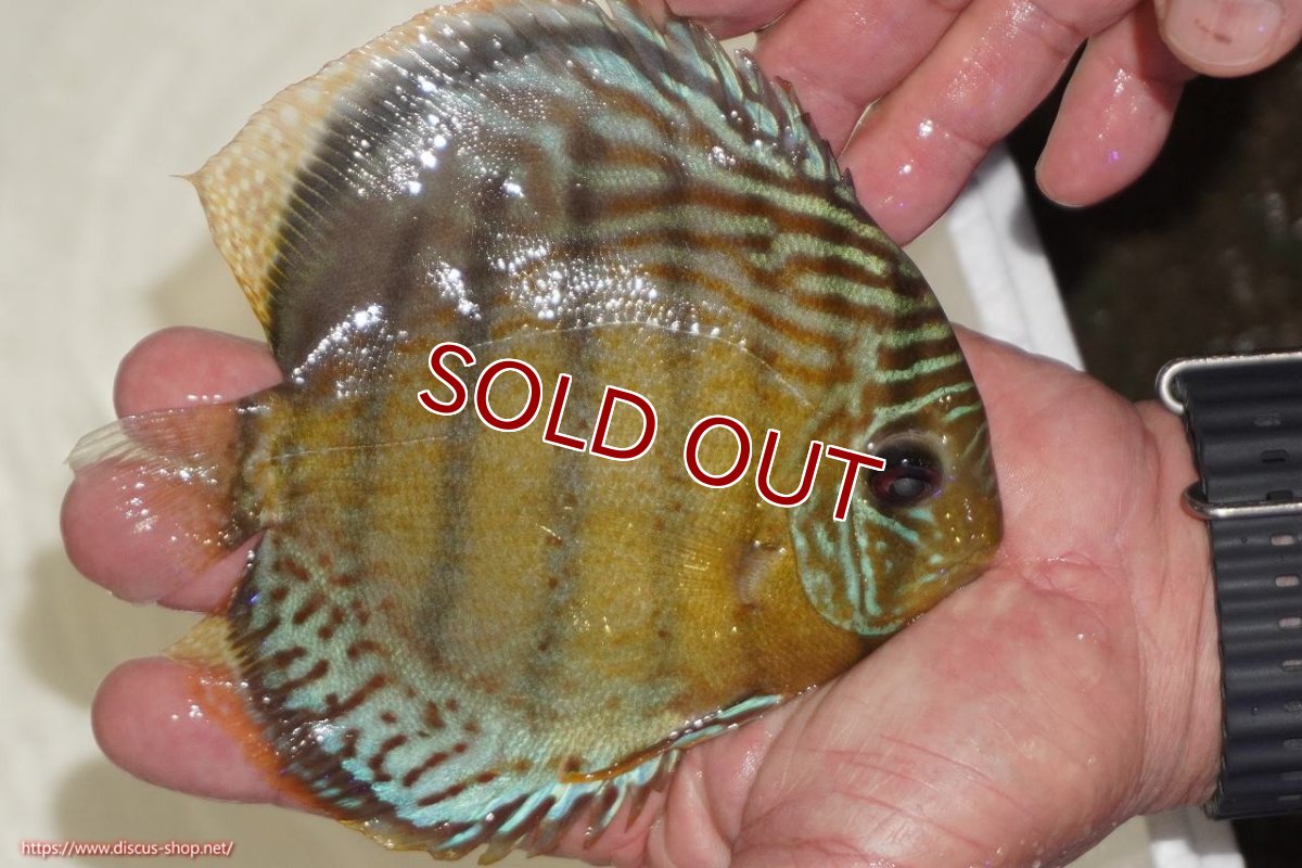 画像2: 【ワイルドディスカス】【通販】【今シーズン超希少種】アッパーテフェロイヤルグリーン【個体販売】14-16cm（生体）アッパーテフェ産 (2)