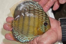 画像2: 【決算セール対象個体】【ワイルドディスカス】【通販】【今シーズン超希少種】アッパーテフェロイヤルグリーン【個体販売】14-16cm（生体）アッパーテフェ産 (2)