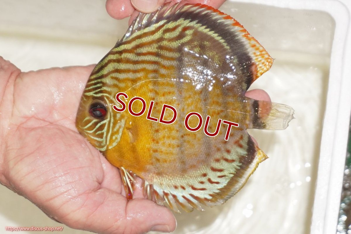 画像1: 【決算セール対象個体】【ワイルドディスカス】【通販】【今シーズン超希少種】アッパーテフェロイヤルグリーン【個体販売】14-16cm（生体）アッパーテフェ産 (1)