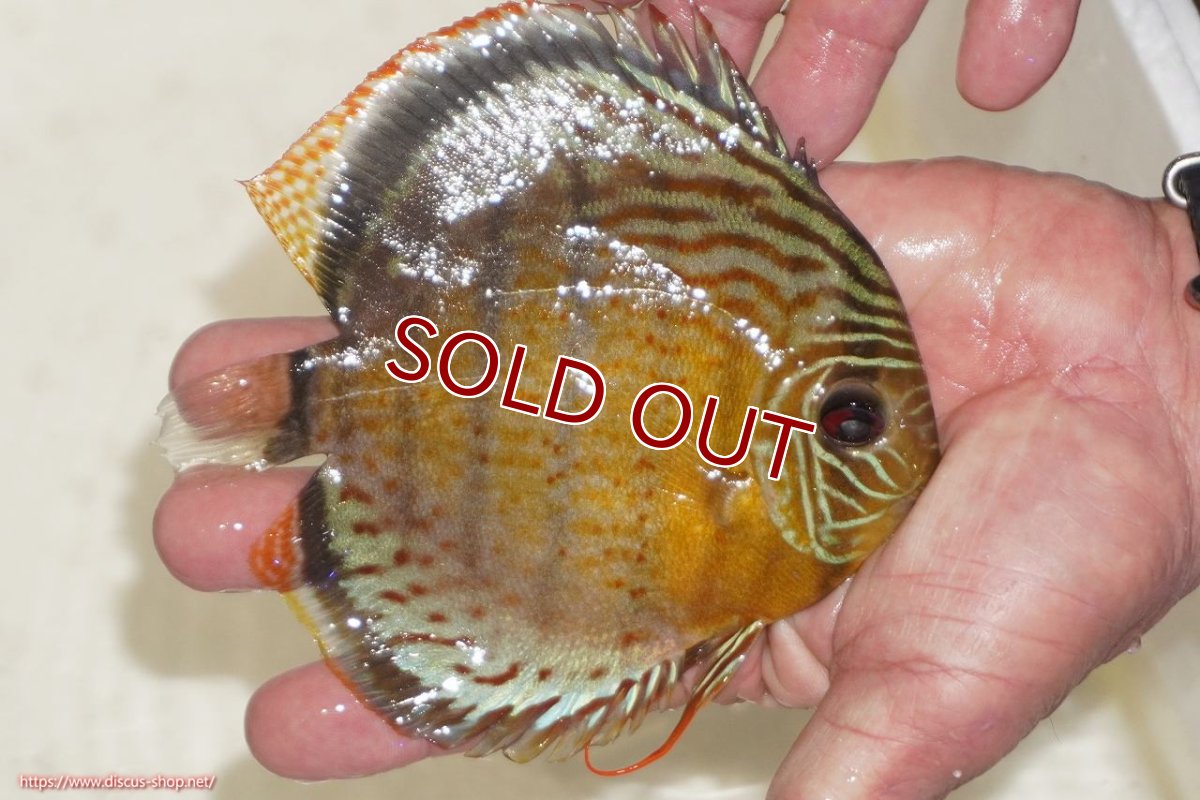 画像2: 【決算セール対象個体】【ワイルドディスカス】【通販】【今シーズン超希少種】アッパーテフェロイヤルグリーン【個体販売】14-16cm（生体）アッパーテフェ産 (2)