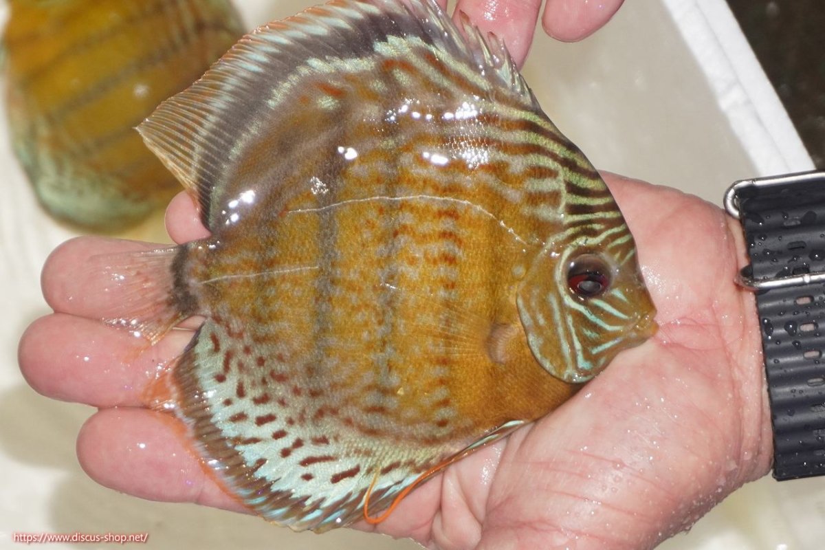 画像2: 【決算セール対象個体】【ワイルドディスカス】【通販】【今シーズン超希少種】アッパーテフェロイヤルグリーン【個体販売】14-16cm（生体）アッパーテフェ産 (2)