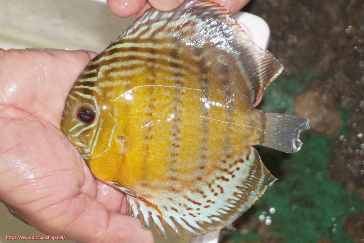 画像1: 【決算セール対象個体】【ワイルドディスカス】【通販】【今シーズン超希少種】アッパーテフェロイヤルグリーン【個体販売】14-16cm（生体）アッパーテフェ産 (1)