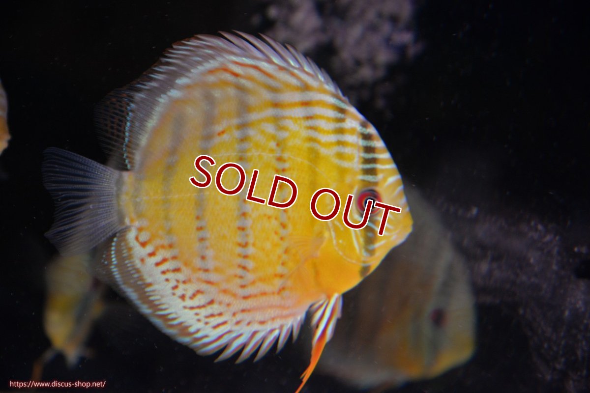 画像1: 【ワイルドディスカス】【通販】【今シーズン超希少種】アッパーテフェロイヤルグリーン【個体販売】14-16cm（生体）アッパーテフェ産 (1)