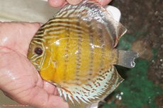 画像1: 【決算セール対象個体】【ワイルドディスカス】【通販】【今シーズン超希少種】アッパーテフェロイヤルグリーン【個体販売】14-16cm（生体）アッパーテフェ産 (1)