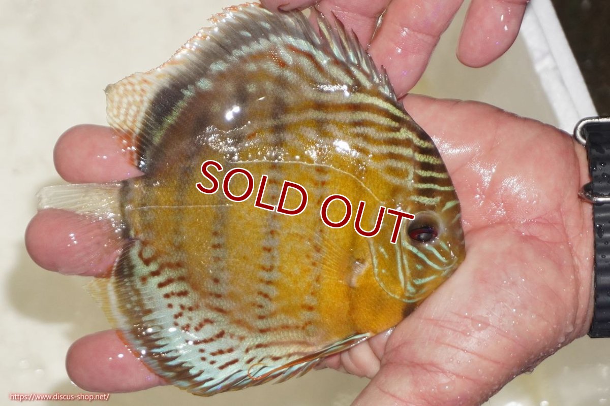 画像3: 【ワイルドディスカス】【通販】【今シーズン超希少種】アッパーテフェロイヤルグリーン【個体販売】14-16cm（生体）アッパーテフェ産 (3)