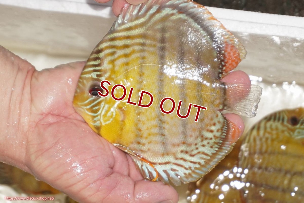 画像1: 【決算セール対象個体】【ワイルドディスカス】【通販】【今シーズン超希少種】アッパーテフェロイヤルグリーン【個体販売】12-13cm（生体）アッパーテフェ産 (1)