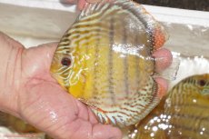 画像1: 【決算セール対象個体】【ワイルドディスカス】【通販】【今シーズン超希少種】アッパーテフェロイヤルグリーン【個体販売】12-13cm（生体）アッパーテフェ産 (1)