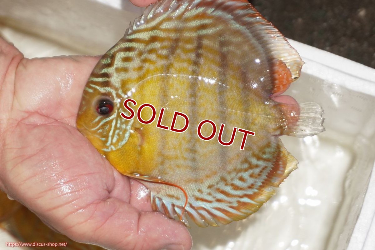 画像1: 【ワイルドディスカス】【通販】【今シーズン超希少種】アッパーテフェロイヤルグリーン【個体販売】12-13cm（生体）アッパーテフェ産 (1)