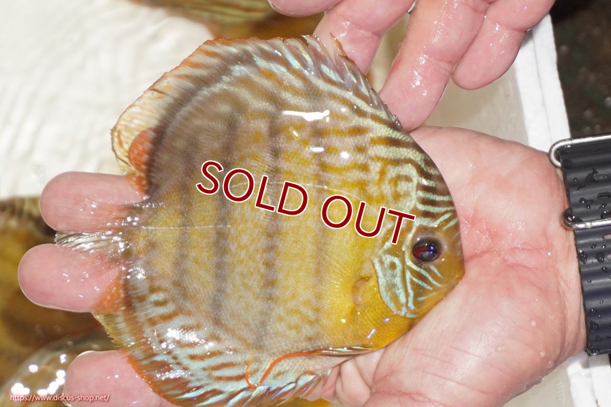 画像2: 【ワイルドディスカス】【通販】【今シーズン超希少種】アッパーテフェロイヤルグリーン【個体販売】12-13cm（生体）アッパーテフェ産 (2)