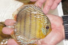 画像2: 【決算セール対象個体】【ワイルドディスカス】【通販】【今シーズン超希少種】アッパーテフェロイヤルグリーン【個体販売】12-13cm（生体）アッパーテフェ産 (2)