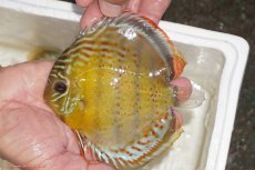 画像1: 【決算セール対象個体】【ワイルドディスカス】【通販】【今シーズン超希少種】アッパーテフェロイヤルグリーン【個体販売】12-13cm（生体）アッパーテフェ産 (1)