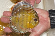 画像2: 【決算セール対象個体】【ワイルドディスカス】【通販】【今シーズン超希少種】アッパーテフェロイヤルグリーン【個体販売】12-13cm（生体）アッパーテフェ産 (2)