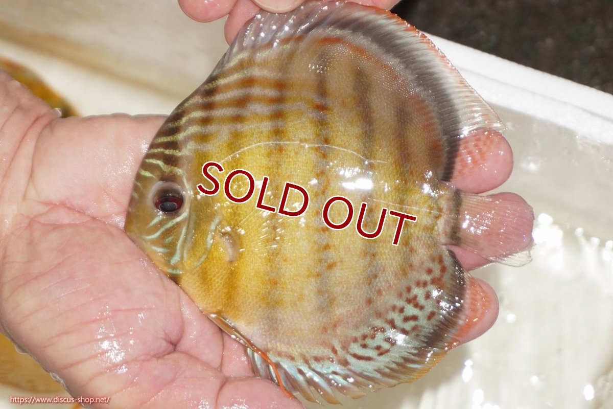 画像1: 【決算セール対象個体】【ワイルドディスカス】【通販】【今シーズン超希少種】アッパーテフェロイヤルグリーン【個体販売】12-13cm（生体）アッパーテフェ産 (1)