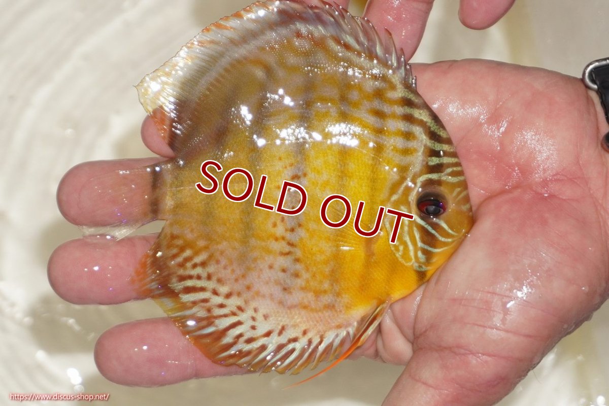 画像2: 【決算セール対象個体】【ワイルドディスカス】【通販】【今シーズン超希少種】アッパーテフェロイヤルグリーン【個体販売】12-13cm（生体）アッパーテフェ産 (2)