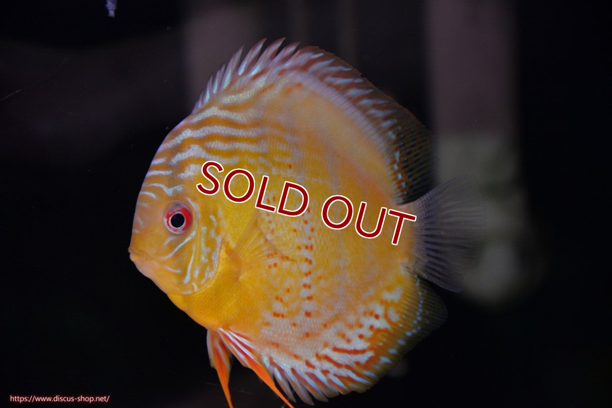 画像1: 【ワイルドディスカス】【通販】【今シーズン超希少種】アッパーテフェロイヤルグリーン【個体販売】12-13cm（生体）アッパーテフェ産 (1)