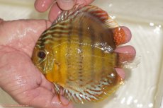 画像1: 【決算セール対象個体】【ワイルドディスカス】【通販】【今シーズン超希少種】アッパーテフェロイヤルグリーン【個体販売】12-13cm（生体）アッパーテフェ産 (1)