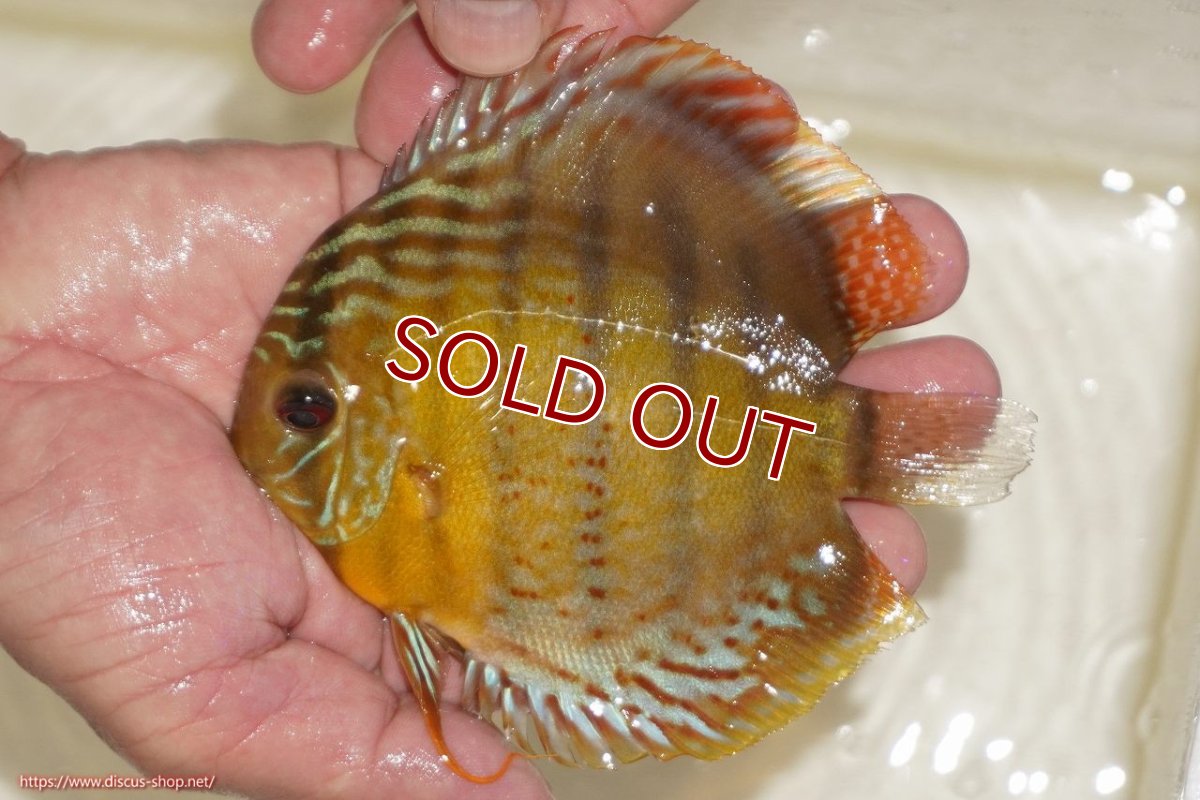 画像2: 【ワイルドディスカス】【通販】【今シーズン超希少種】アッパーテフェロイヤルグリーン【個体販売】12-13cm（生体）アッパーテフェ産 (2)