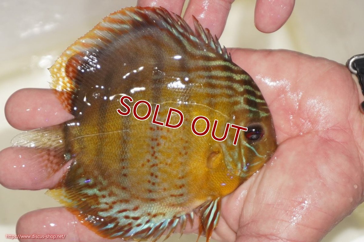 画像3: 【ワイルドディスカス】【通販】【今シーズン超希少種】アッパーテフェロイヤルグリーン【個体販売】12-13cm（生体）アッパーテフェ産 (3)