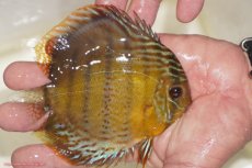 画像3: 【ワイルドディスカス】【通販】【今シーズン超希少種】アッパーテフェロイヤルグリーン【個体販売】12-13cm（生体）アッパーテフェ産 (3)