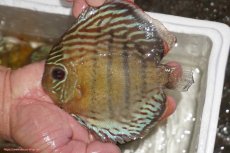 画像1: 【決算セール対象個体】【ワイルドディスカス】【通販】【今シーズン超希少種】アッパーテフェロイヤルグリーン【個体販売】14-16cm（生体）アッパーテフェ産 (1)