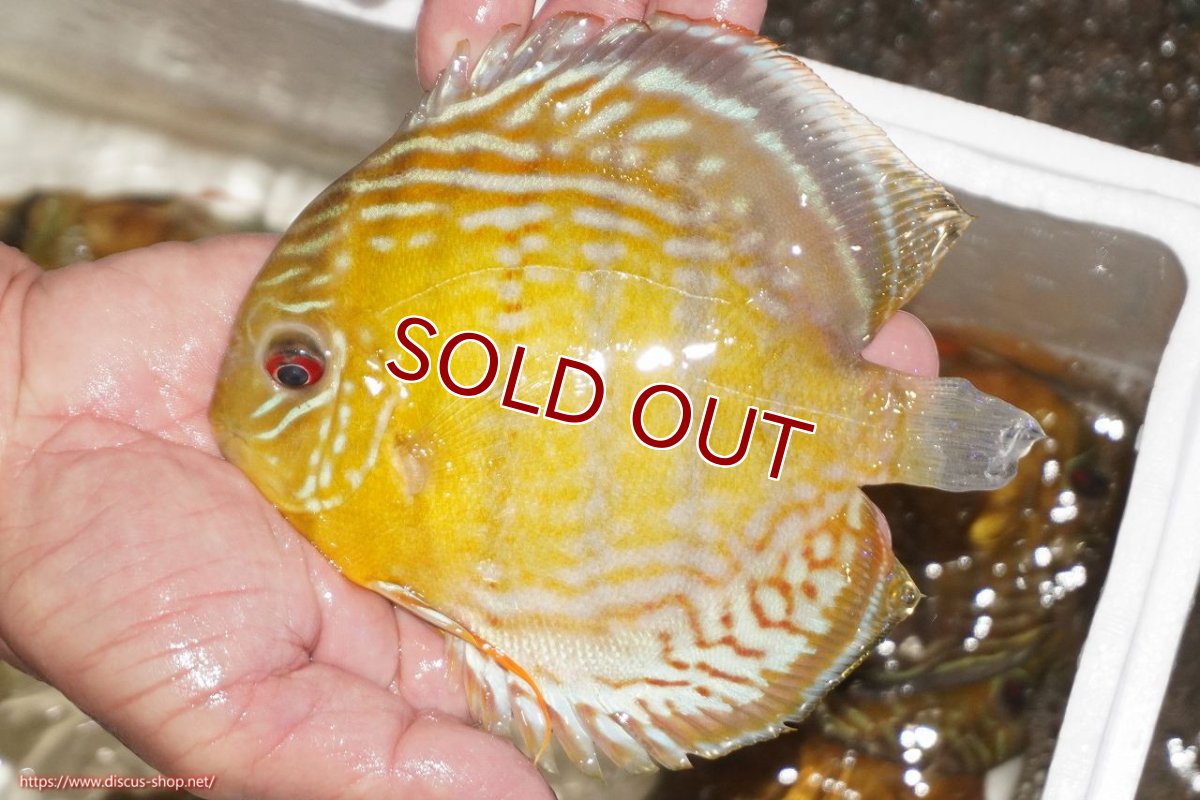 画像1: 【決算セール対象個体】【ワイルドディスカス】【通販】【今シーズン超希少種】アッパーテフェロイヤルグリーン【個体販売】14-16cm（生体）アッパーテフェ産 (1)