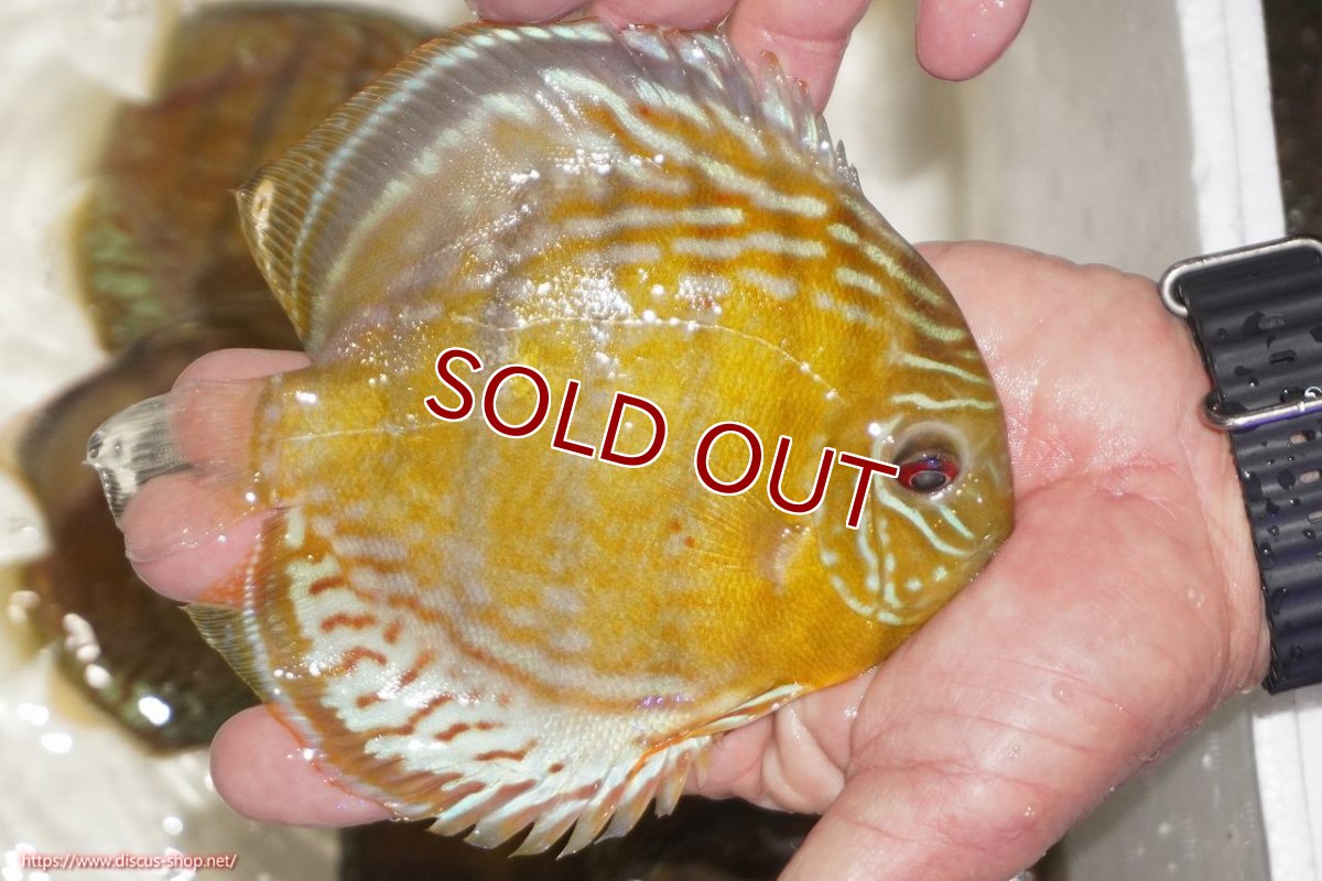 画像2: 【決算セール対象個体】【ワイルドディスカス】【通販】【今シーズン超希少種】アッパーテフェロイヤルグリーン【個体販売】14-16cm（生体）アッパーテフェ産 (2)