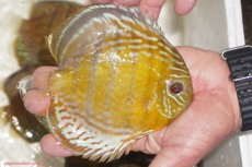 画像2: 【決算セール対象個体】【ワイルドディスカス】【通販】【今シーズン超希少種】アッパーテフェロイヤルグリーン【個体販売】14-16cm（生体）アッパーテフェ産 (2)