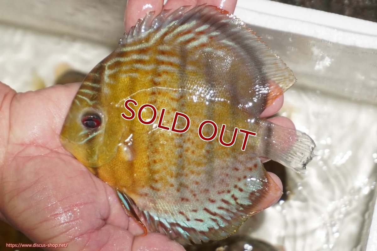 画像1: 【決算セール対象個体】【ワイルドディスカス】【通販】【今シーズン超希少種】アッパーテフェロイヤルグリーン【個体販売】14-16cm（生体）アッパーテフェ産 (1)