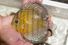 画像1: 【決算セール対象個体】【ワイルドディスカス】【通販】【今シーズン超希少種】アッパーテフェロイヤルグリーン【個体販売】14-16cm（生体）アッパーテフェ産 (1)