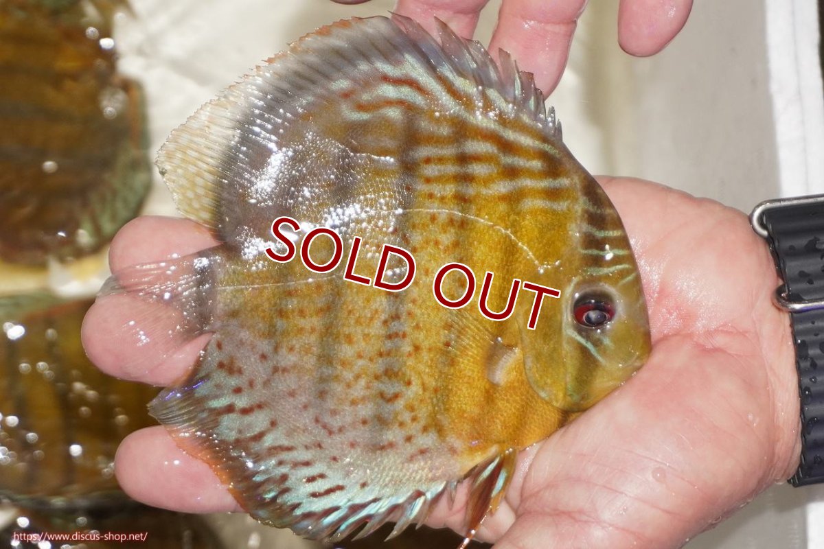 画像2: 【決算セール対象個体】【ワイルドディスカス】【通販】【今シーズン超希少種】アッパーテフェロイヤルグリーン【個体販売】14-16cm（生体）アッパーテフェ産 (2)