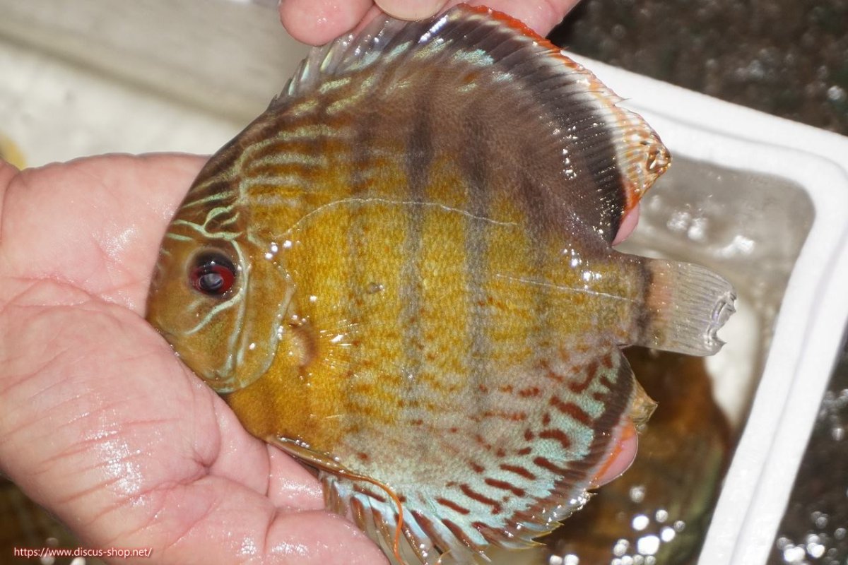 画像1: 【決算セール対象個体】【ワイルドディスカス】【通販】【今シーズン超希少種】アッパーテフェロイヤルグリーン【個体販売】14-16cm（生体）アッパーテフェ産 (1)