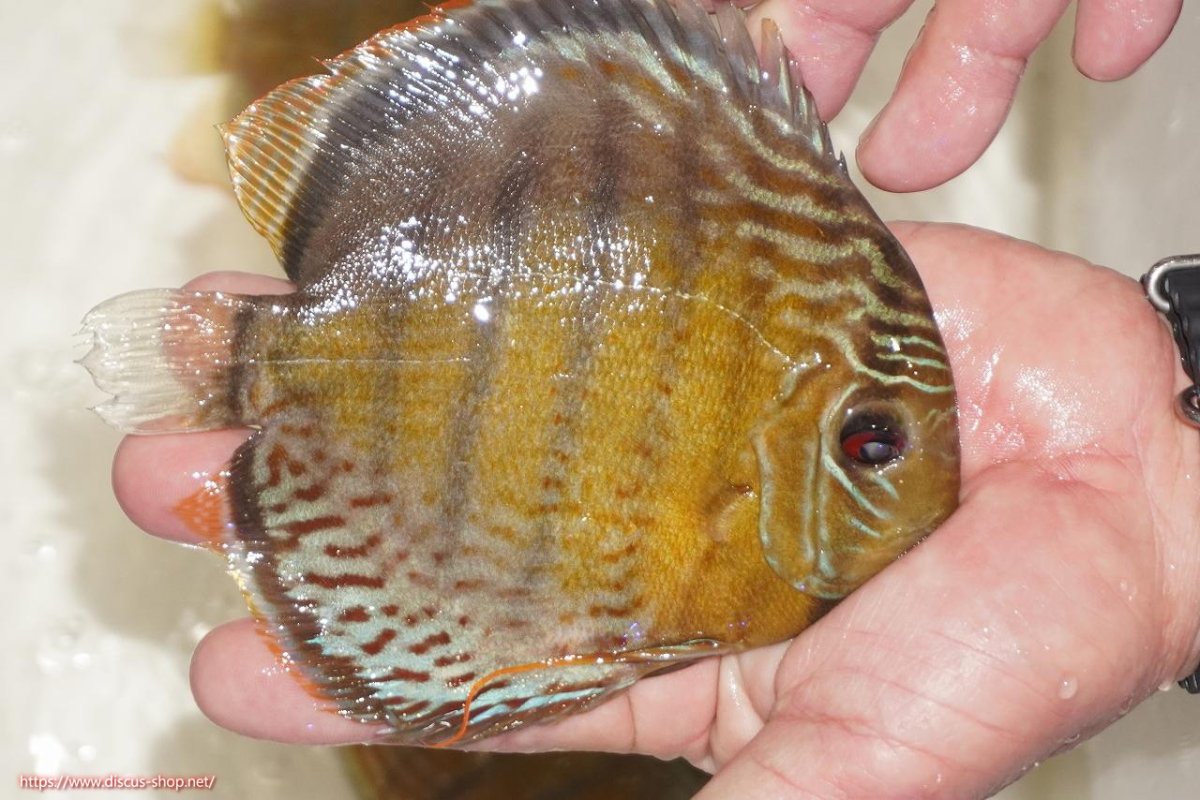 画像2: 【決算セール対象個体】【ワイルドディスカス】【通販】【今シーズン超希少種】アッパーテフェロイヤルグリーン【個体販売】14-16cm（生体）アッパーテフェ産 (2)